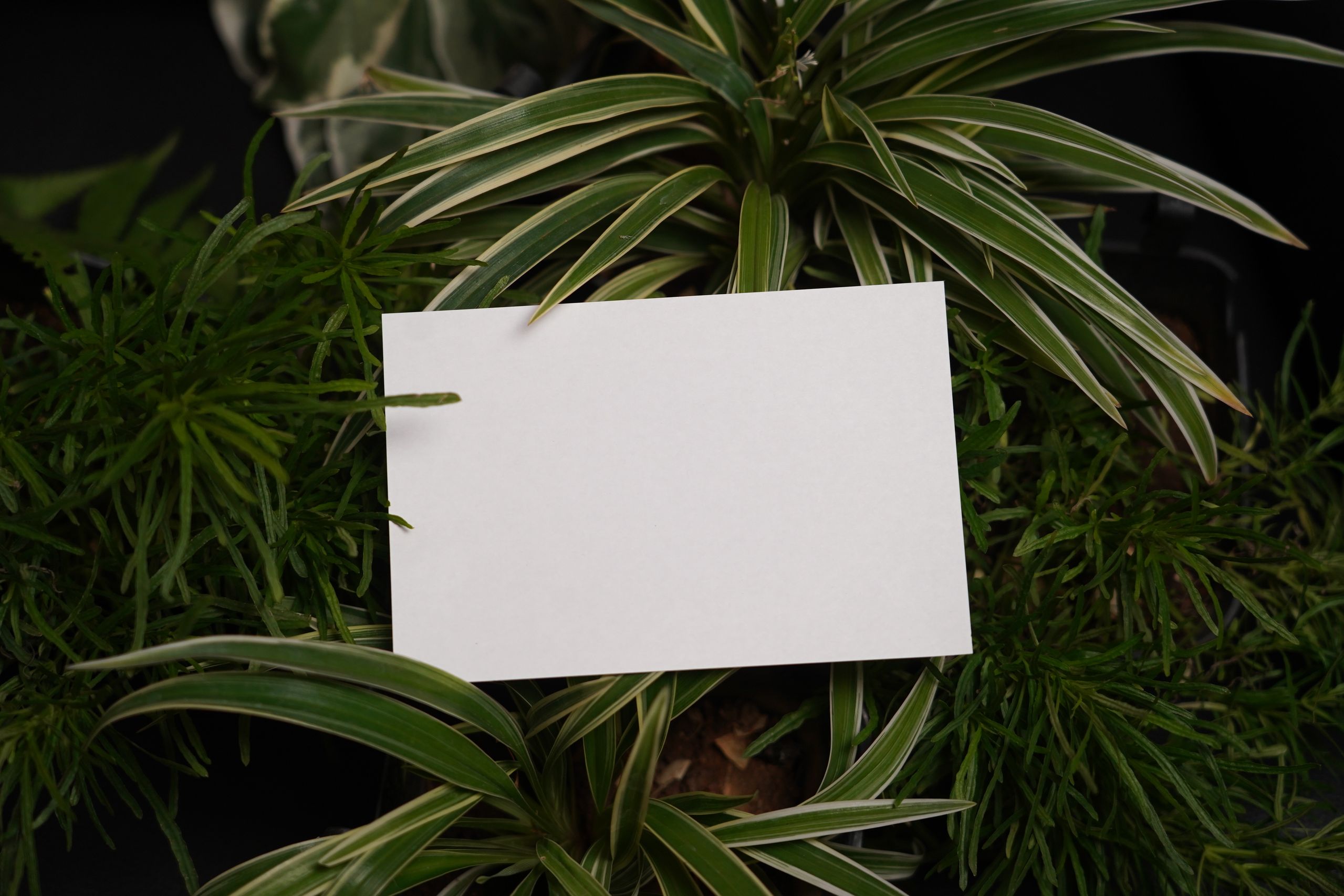 Payment Card